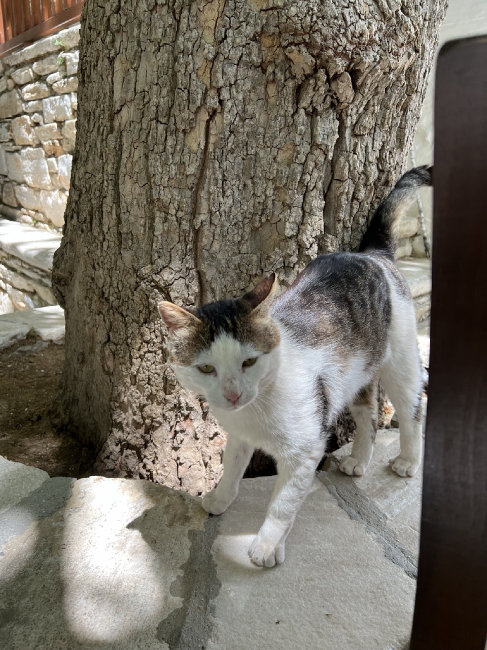 A cute street cat in Naxos, Greece