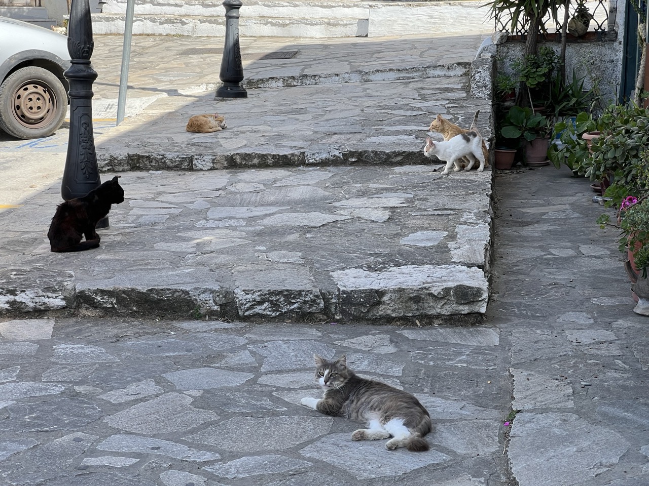 Some cute street cats in Naxos, Greece